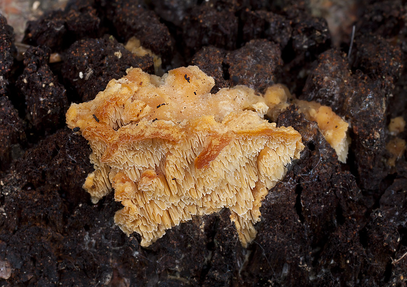 Pycnoporellus fulgens